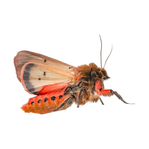 Molia