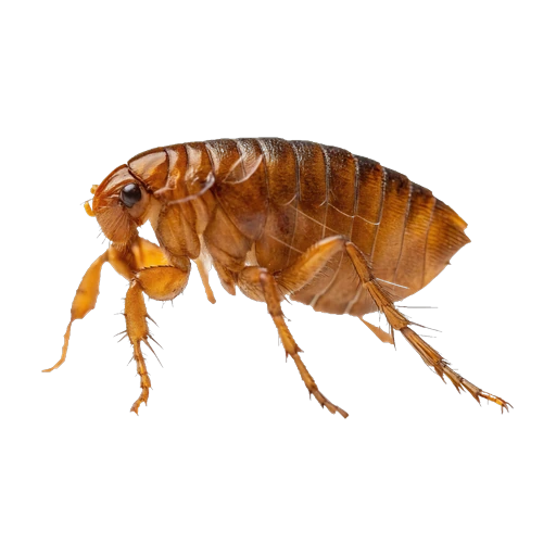 Puricele